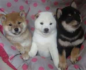 Chiots Shiba Inu