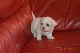 Bichon Frise chiots.