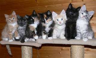 Maine Coon Chatons