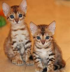 Chatons du Bengale disponibles MAINTENANT