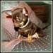 J'offre chiot chihuahua - photo 1