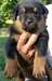 Adonner Chiots type Rottweiler non LOF - photo 1