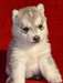 Chiots Husky disponible - photo 1