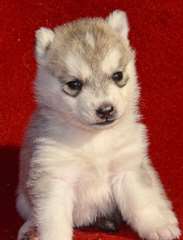 Chiots Husky disponible