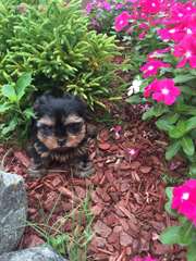 Adorable Chiot femelle yorkshire à donner