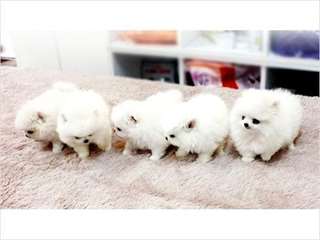 Chiots pomeranian de tasse de thé de charme pour N