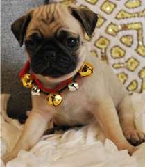 Chiots carlin de Noël.