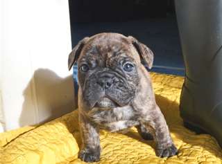 Adorable chiots bulldog français de Noël.