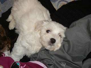 A donner magnifique chiot bichon maltais femelle