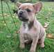 A donner Femelle bouledogue français blue fawn and - photo 2