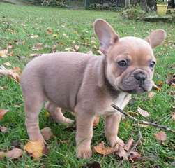 A donner Femelle bouledogue français blue fawn and