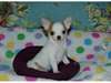 chiot chihuahua femelle non lof a donner - photo 1