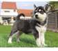 adorable chiot type husky - photo 1