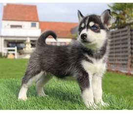 adorable chiot type husky