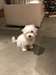 chiot de race bichon maltais - photo 2