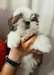 chiots shih tzu mâles et femelles - photo 1