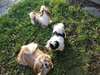 chiots shih tzu mâles et femelles - photo 2