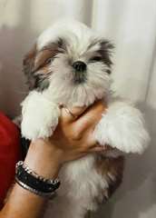 chiots shih tzu mâles et femelles