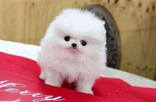 Adonner Adorable Chiot Spitz Femelle pour Noel