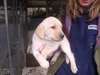 Labrador Chiots à vendre - photo 1