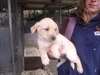 Labrador Chiots à vendre - photo 2