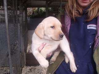 Labrador Chiots à vendre