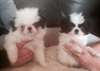 Chiots Chi Chinois Japonais - photo 1