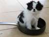 Chiots Chi Chinois Japonais - photo 2