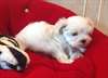 Superbe chiot femelle Bichon maltais Lof - photo 1