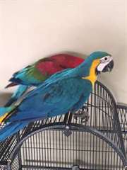 Macaw Parrot bleu et or et Fertile Eggs Pour ..