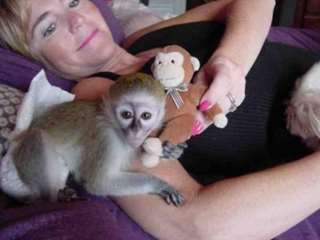 je donne contre bon soin bebe singe capucin 3 moi