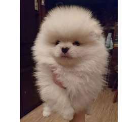 A DONNER Spitz pomeranian Blanc