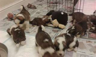 Les chiots St Bernard, les parents testés en santé