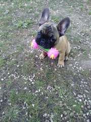 Chiots bouledogue fraicais d'un père pedigree