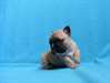 chiot bouledogue français femelle non lof a donner - photo 1