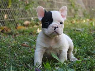 bouledogue français non lof