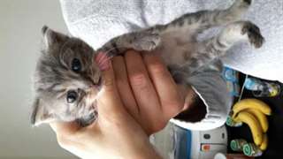 &#224; donner Adorable chaton type angora femelle 2 moi