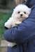 Très gentil bichon maltais - photo 1