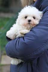Très gentil boule bichon maltais