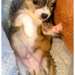 Mâle chihuahua bringé - photo 2