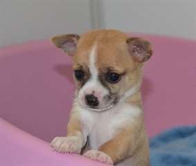 A donner magnifique  chiot chihuahua