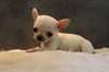 Magnifique chiot Chihuahua - photo 1