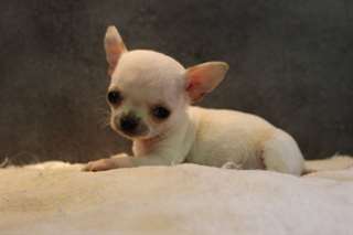 Magnifique chiot Chihuahua