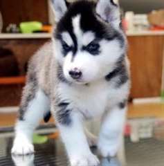Siberian Husky adorables disponibles 12 semaines
