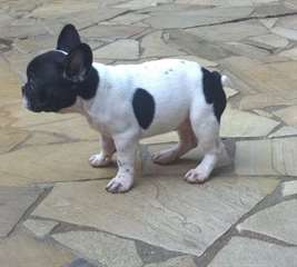 bouledogue francais