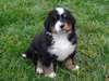 Magnifiques Chiots Bouvier Bernois Pure Race - photo 1