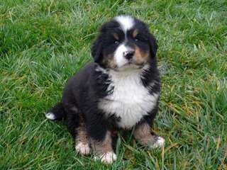 Magnifiques Chiots Bouvier Bernois Pure Race