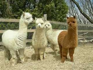 Lot de 5 alpagas