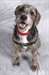 Dressez Votre Chien En Seulement 15 min par jours - photo 2