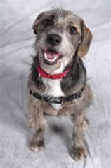 Dressez Votre Chien En Seulement 15 min par jours
